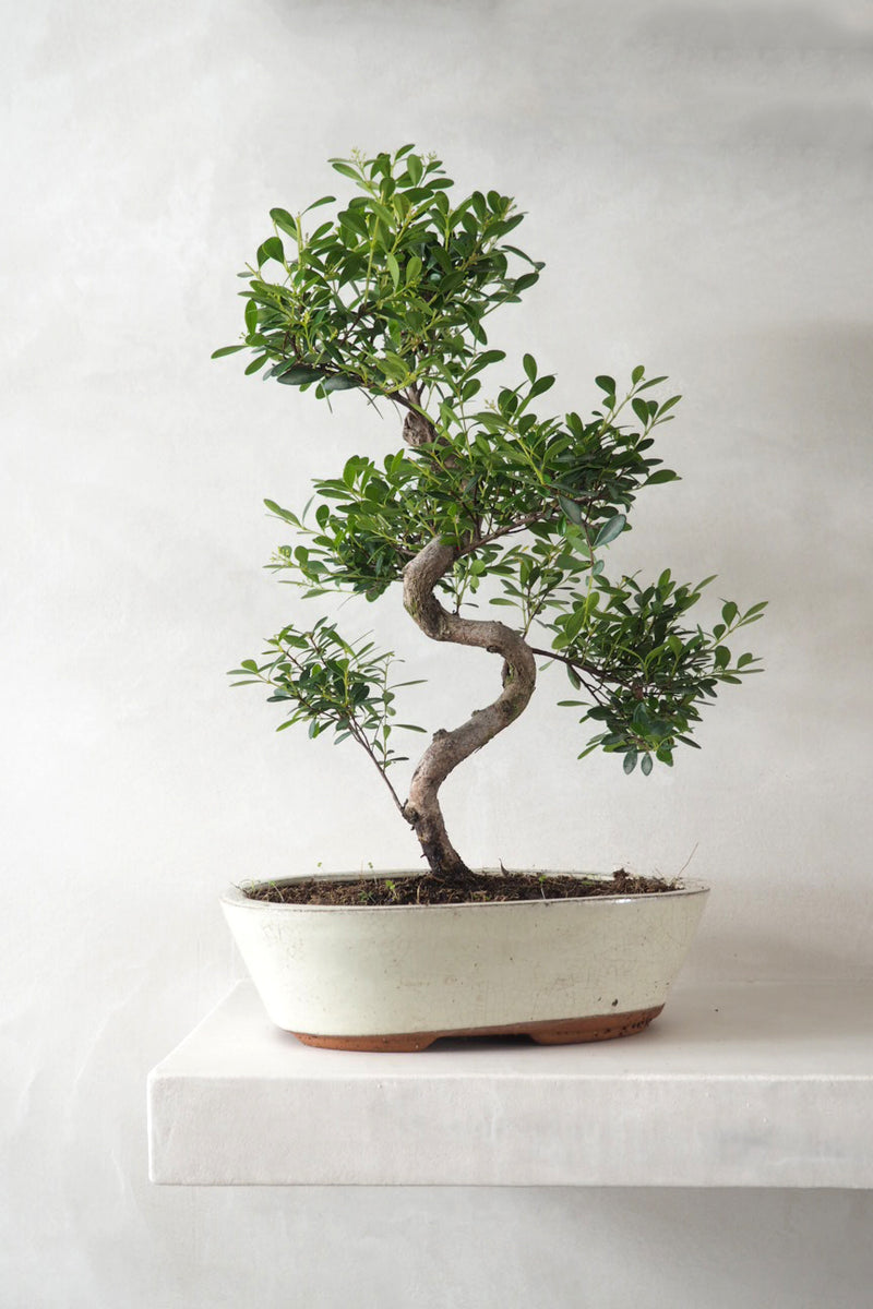 Guide til bonsai - Historie og plejetips – Plant København