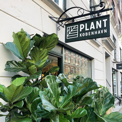 Smukke krukker, værktøj og tilbehør og planter. – Plant København